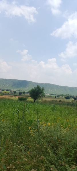  40 Bigha Agricultural/Farm Land for Sale in Pahari, Bharatpur