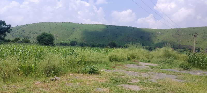  15 Bigha Agricultural/Farm Land for Sale in Deeg, Bharatpur