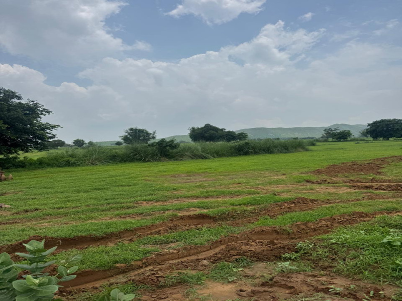 50 Bigha Agricultural/Farm Land for Sale in Pahari, Bharatpur