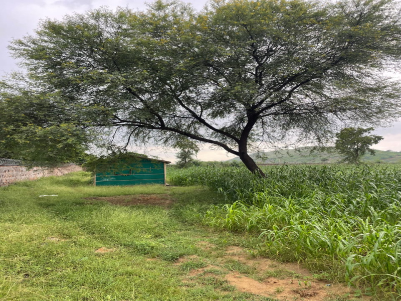  7 Bigha Agricultural/Farm Land for Sale in Naugaon, Alwar
