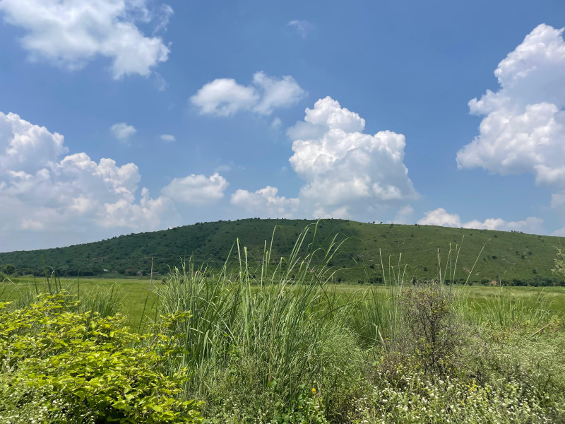  25 Bigha Agricultural/Farm Land for Sale in Pahari, Bharatpur