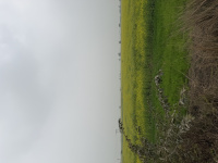  Agricultural Land for Sale in Pahari, Bharatpur