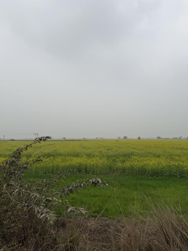  10 Bigha Agricultural/Farm Land for Sale in Pahari, Bharatpur