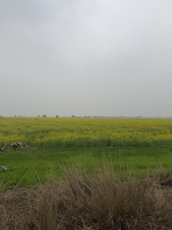  10 Bigha Agricultural/Farm Land for Sale in Pahari, Bharatpur