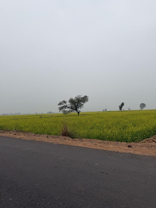 12 Bigha Agricultural/Farm Land for Sale in Pahari, Bharatpur