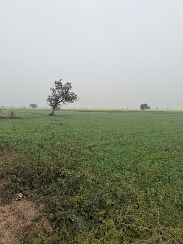 25 Bigha Agricultural/Farm Land for Sale in Naugaon, Alwar