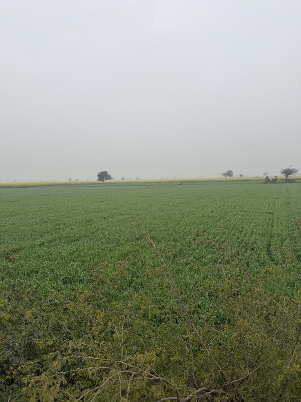  25 Bigha Agricultural/Farm Land for Sale in Naugaon, Alwar