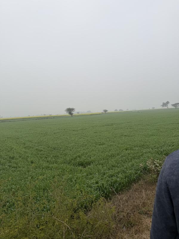  25 Bigha Agricultural/Farm Land for Sale in Naugaon, Alwar
