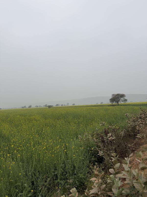  25 Bigha Agricultural/Farm Land for Sale in Naugaon, Alwar