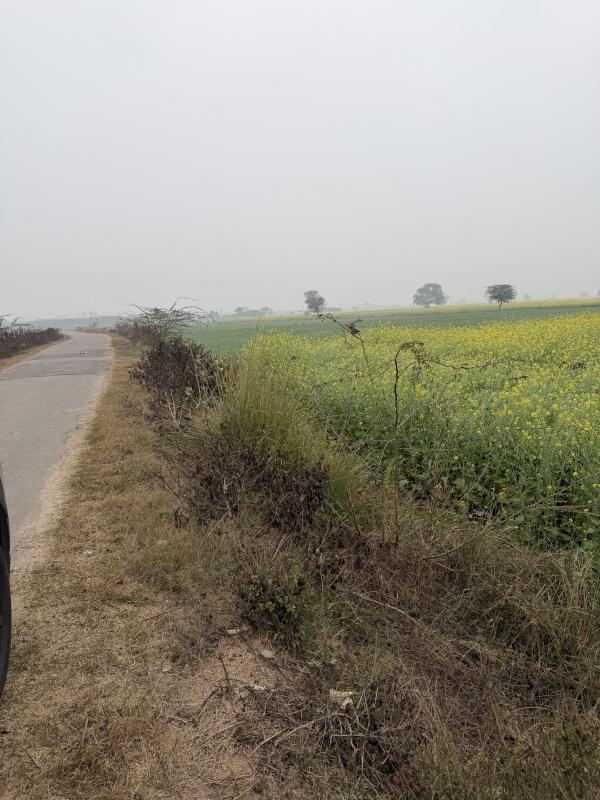  7 Bigha Agricultural/Farm Land for Sale in Naugaon, Alwar
