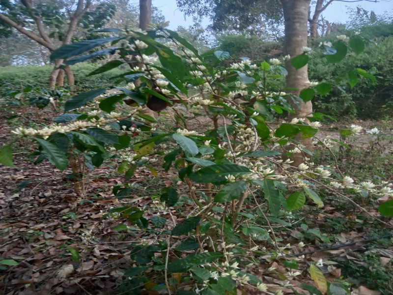  Agricultural Land 311020 Sq.ft. for Sale in Pethanaickenpalayam, Salem