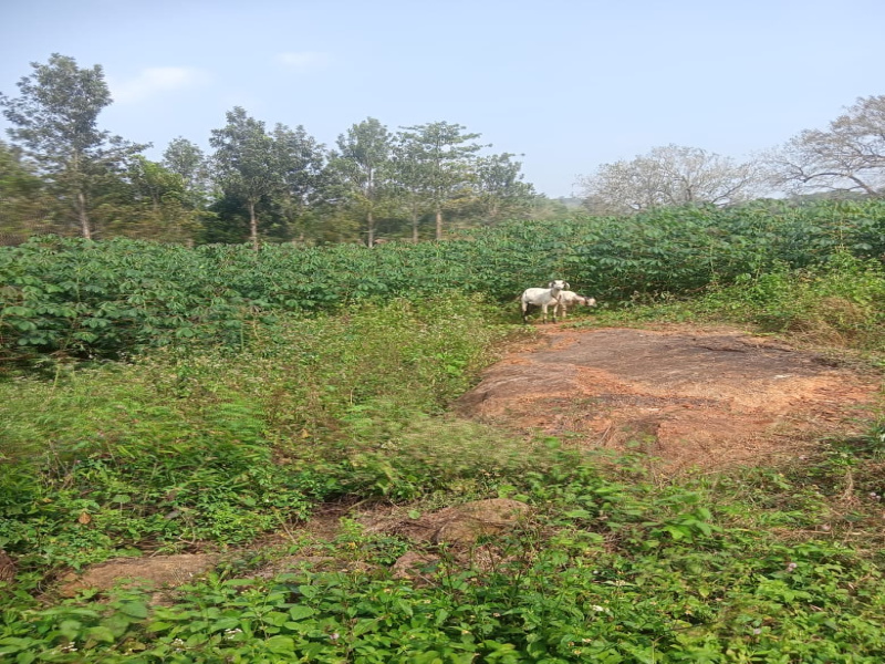  Agricultural Land 311020 Sq.ft. for Sale in Pethanaickenpalayam, Salem