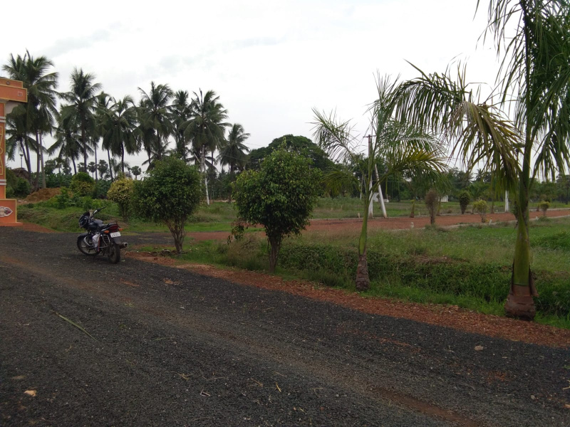 Residential Plot 240 Sq.ft. for Sale in Palangi, Tanuku, West Godavari