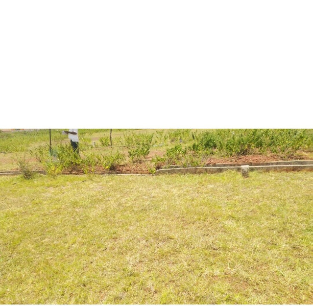  Residential Plot 1200 Sq.ft. for Sale in Kolaar, Bidar