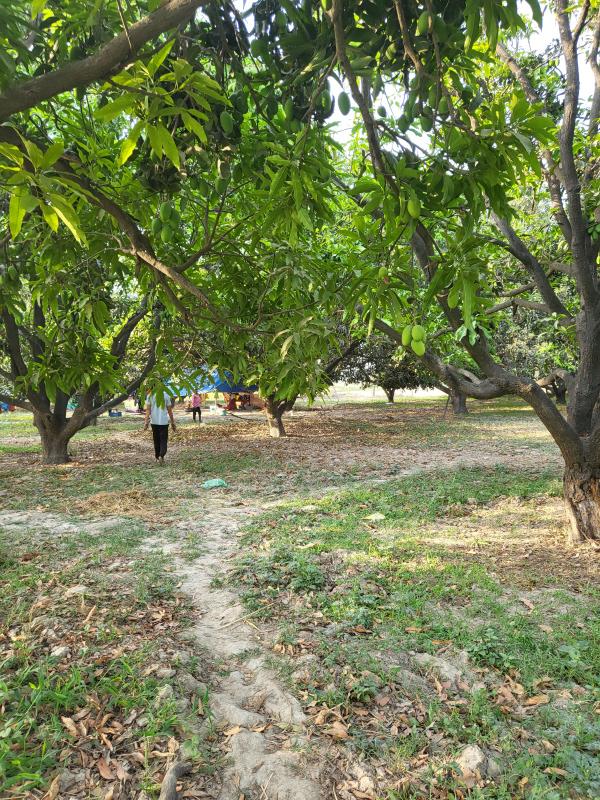 1 RK 88888 Sq.ft. Farm House for Sale in Bijnor Road, Lucknow