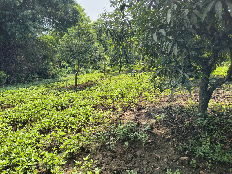  Agricultural Land 50 Cent for Sale in Kolamuru, Rajahmundry