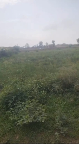  Agricultural Land 8 Bigha for Sale in Naugaon, Alwar