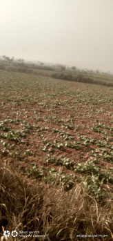 2.5 BHK Farm House for Sale in Bayana, Bharatpur