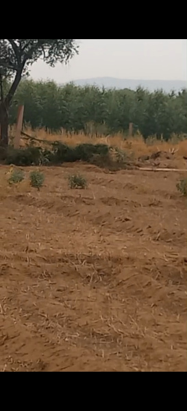 1 BHK 300 Bigha Farm House for Sale in Bayana, Bharatpur