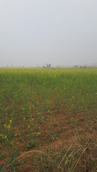 2 BHK 22 Bigha Farm House for Sale in Deeg, Bharatpur