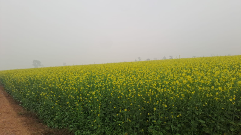 1 BHK 35 Bigha Farm House for Sale in Deeg, Bharatpur