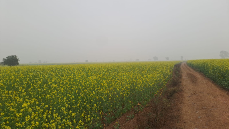 2.5 BHK 15 Bigha Farm House for Sale in Deeg, Bharatpur