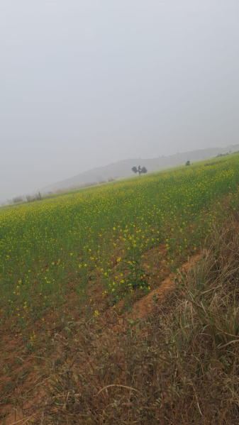 2.5 BHK 15 Bigha Farm House for Sale in Deeg, Bharatpur