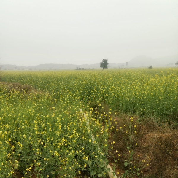 2.5 BHK 15 Bigha Farm House for Sale in Deeg, Bharatpur