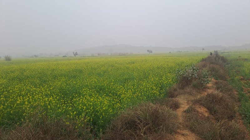 2 BHK 35 Bigha Farm House for Sale in Deeg, Bharatpur