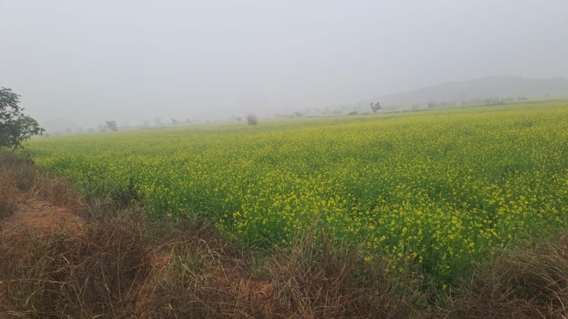 2 BHK 35 Bigha Farm House for Sale in Deeg, Bharatpur