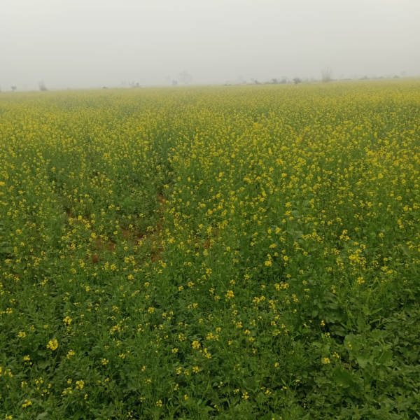 1 BHK 116 Bigha Farm House for Sale in Deeg, Bharatpur