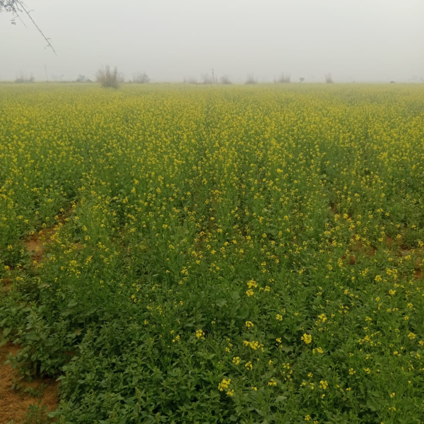 1 BHK 116 Bigha Farm House for Sale in Deeg, Bharatpur