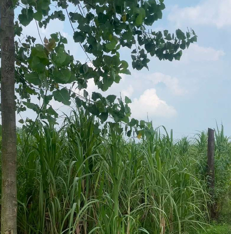  1 Bigha Residential Plot for Sale in Jansath, Muzaffarnagar