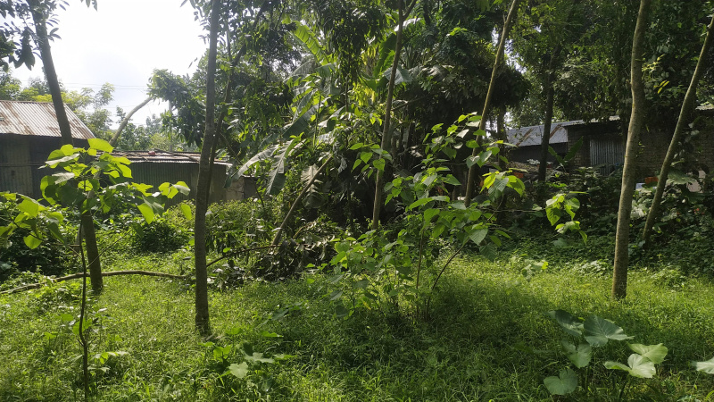  Residential Plot 1 Bigha for Sale in Tehatta, Nadia