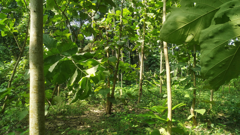  Residential Plot 1 Bigha for Sale in Tehatta, Nadia