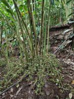  Residential Plot for Sale in Nedumkandam, Idukki