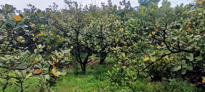  100 Acre Residential Plot for Sale in Dodamarg, Sindhudurg