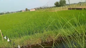  Residential Plot for Sale in Bodhgaya, Gaya