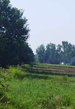  Agricultural Land for Sale in Phillaur, Jalandhar