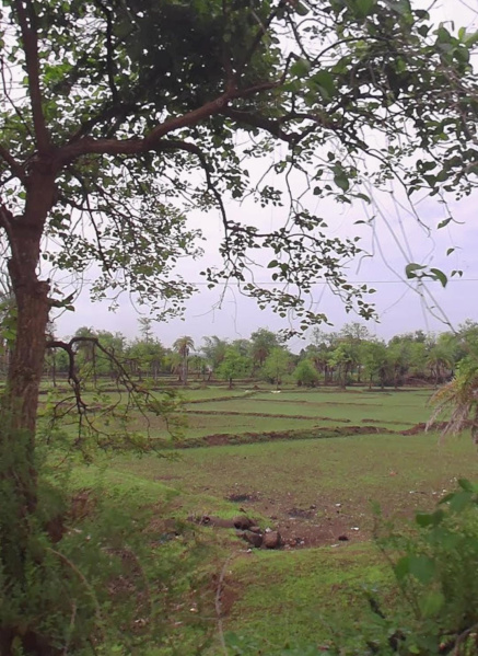  Agricultural Land 90 Acre for Sale in Dahanu, Palghar