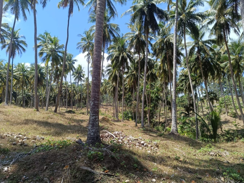  38500 Sq. Meter Commercial Land for Sale in Calicut, Port Blair