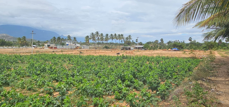  Residential Plot 43500 Sq.ft. for Sale in Oddanchatram, Dindigul