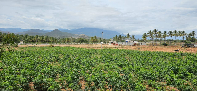  Residential Plot 43500 Sq.ft. for Sale in Oddanchatram, Dindigul