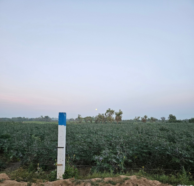  Agricultural Land 32 Bigha for Sale in Bhabhar, Banaskantha