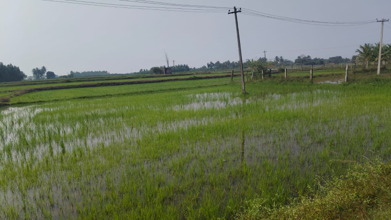  23 Acre Agricultural/Farm Land for Sale in Vandavasi, Tiruvannamalai