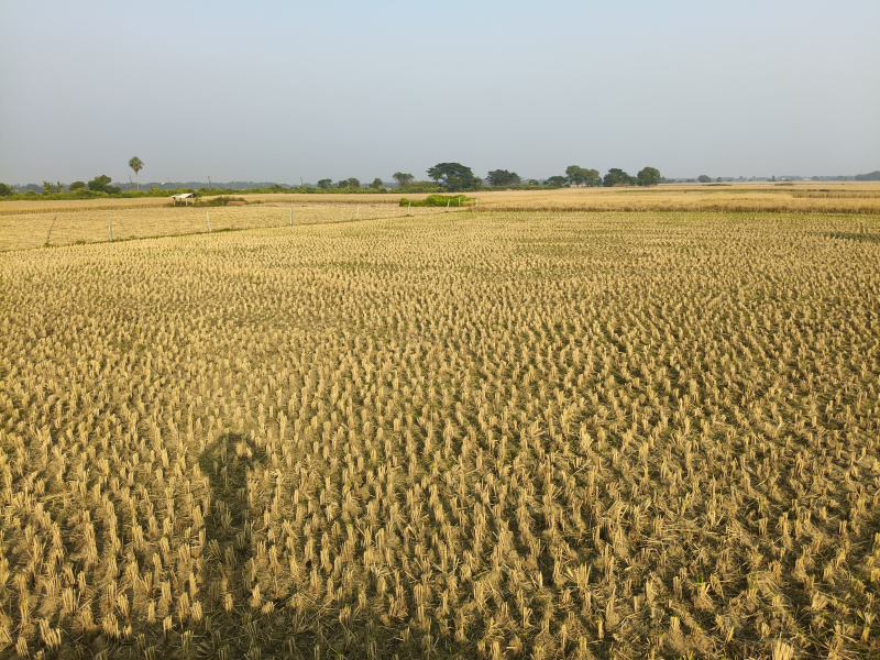Nimapada, Puri photo 3