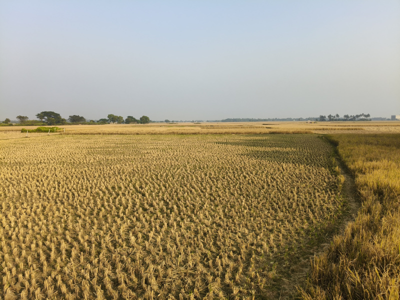 Nimapada, Puri photo 5
