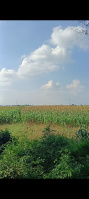  Agricultural Land for Sale in Ghatampur, Kanpur