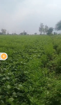  Agricultural Land for Sale in Chandur Bazar, Amravati
