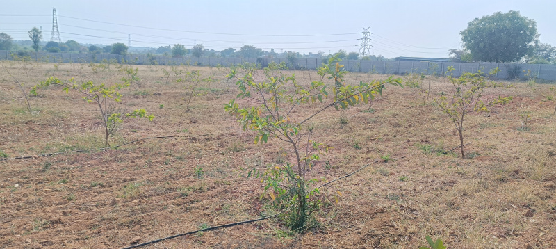  Agricultural Land 242 Sq. Yards for Sale in JP Darga, Kothur, Hyderabad